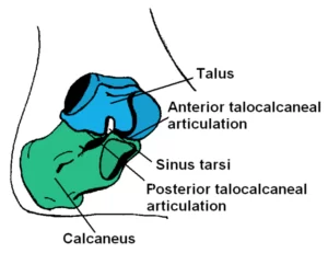 Subtalar-Joint