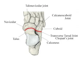 Transverse-tarsal-joint