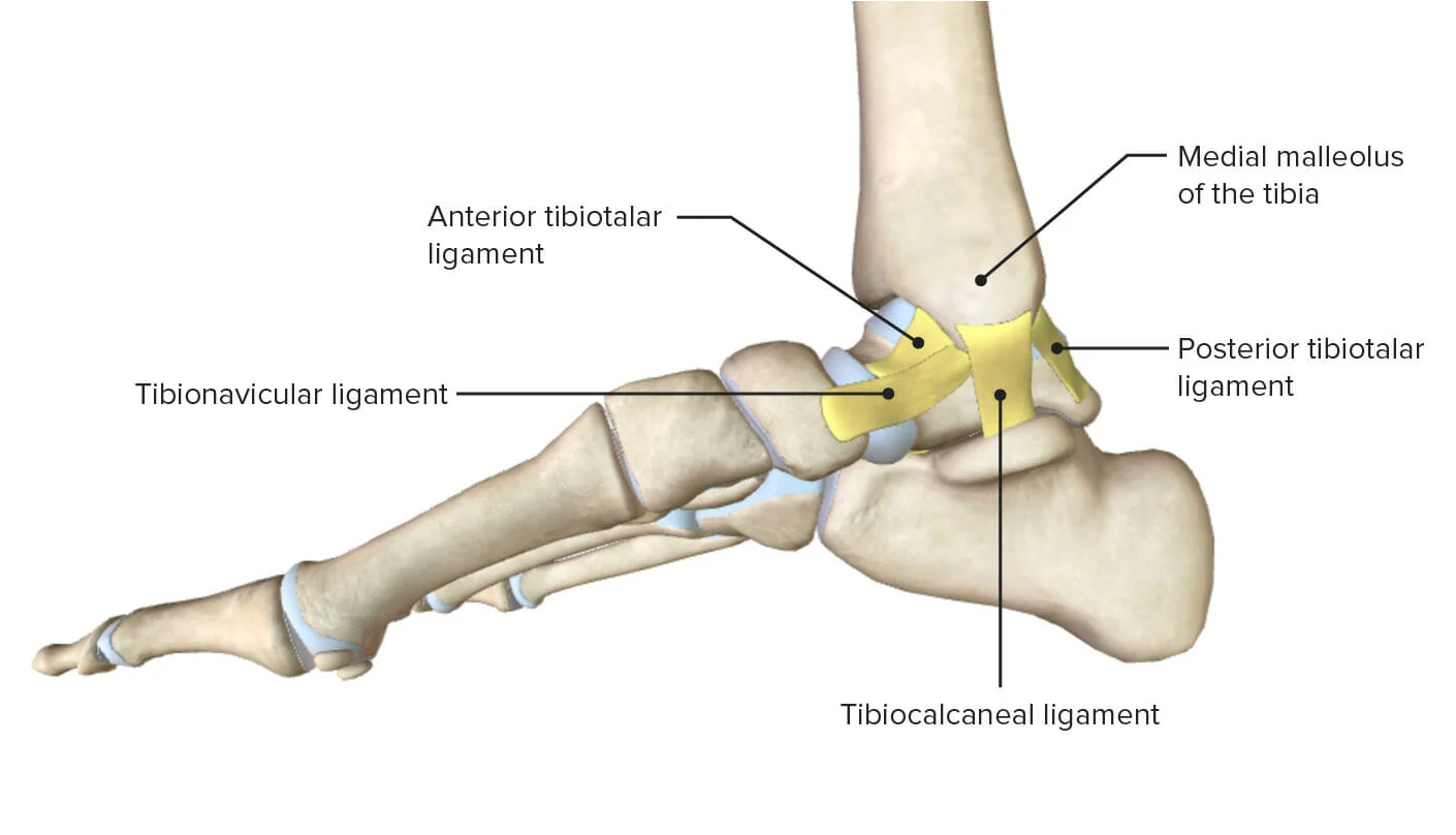 ankle joint