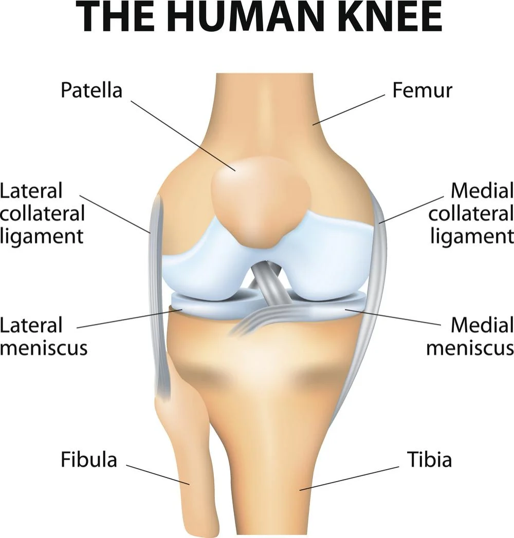 knee joint