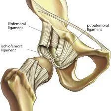 
ligaments-of-the-hip-joint