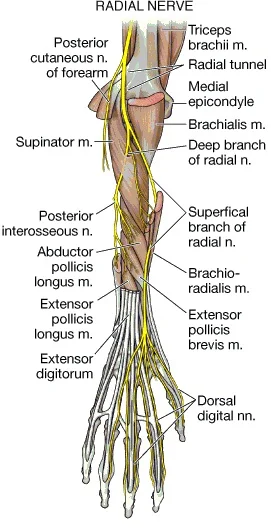 radial-nerve