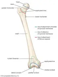 Femur