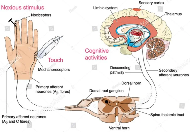 pain pathways