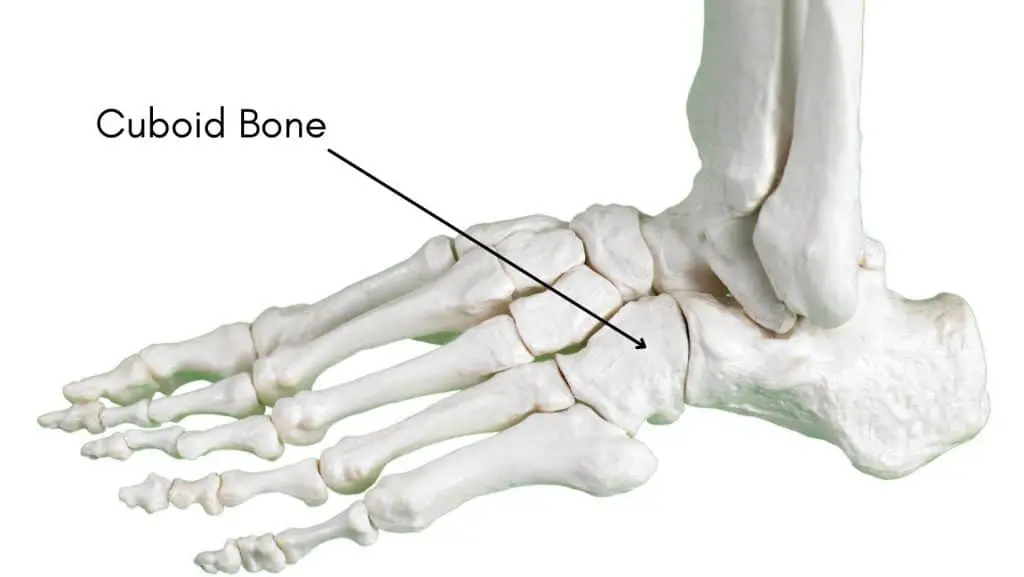 Cuboid-Bone