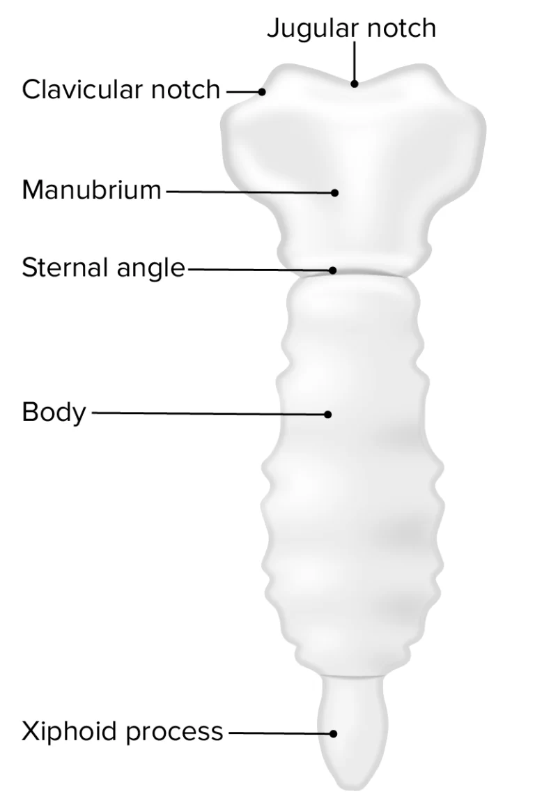 Sternum