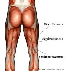 hamstring muscle