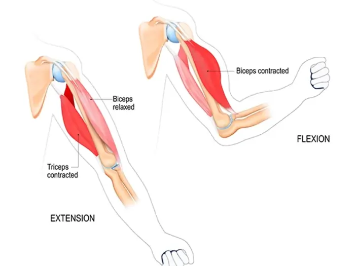 Biceps-muscle anatomy