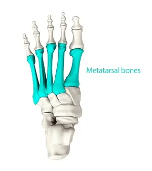 Metatarsal Bones