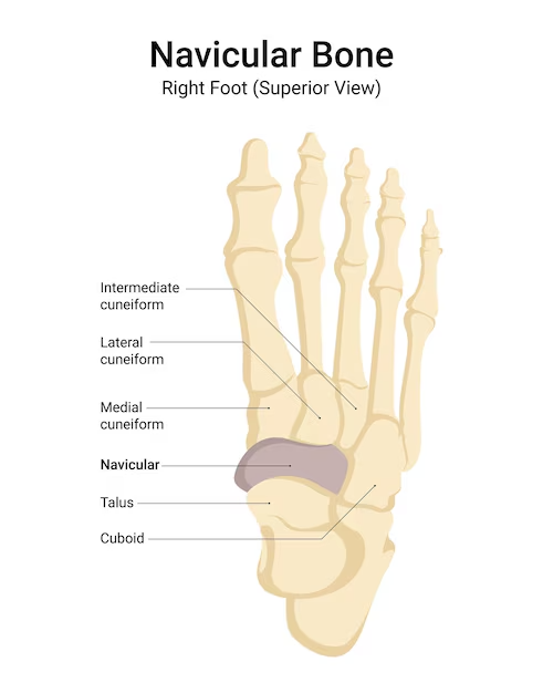 Navicular-Bone