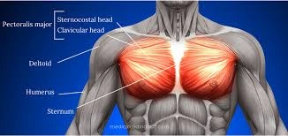 Pectoral Muscle Pain