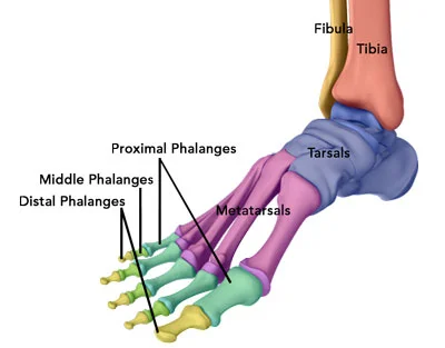 Phalanges of Foot