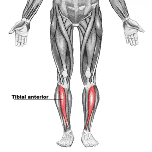 Tibialis Anterior Muscle Pain