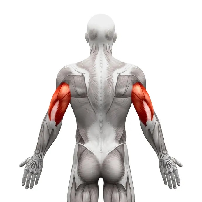 Triceps Muscle Pain