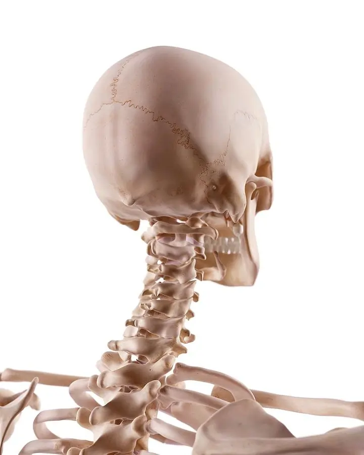 Atlanto-Occipital Joint