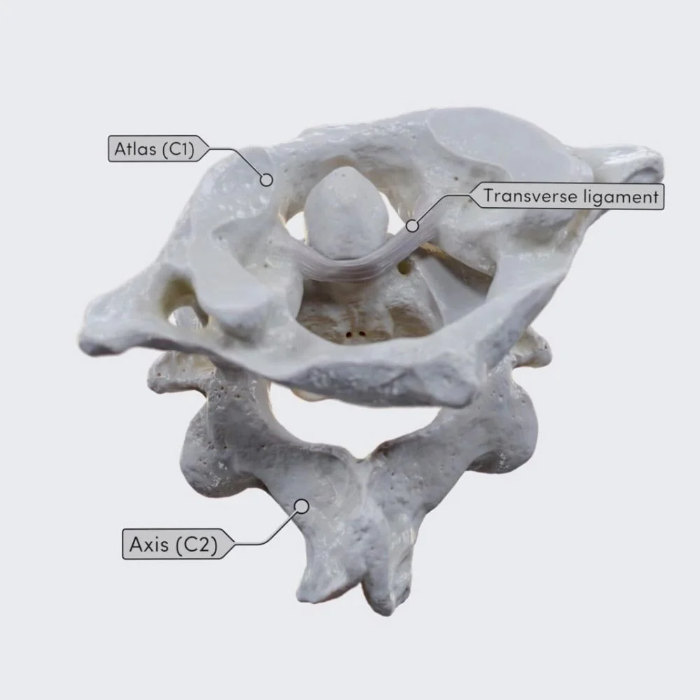 Atlantoaxial joint