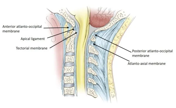 
Attachment-of-Atlanto-Occipital-Joint