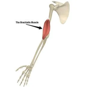 Brachialis Muscle Pain