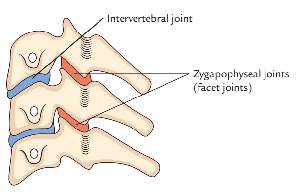 Facet Joints (Zygapophyseal Joints)