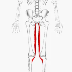 Gracilis Muscle Pain