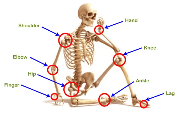 List of Joint in Human Body