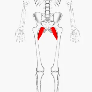 Pectineus Muscle Pain