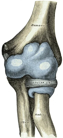 Proximal radioulnar joint