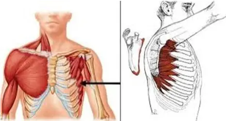 Serratus Anterior Muscle Pain