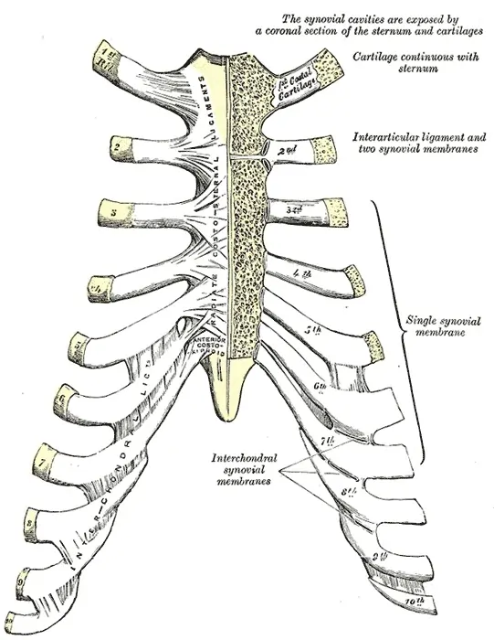 Sternocostal Joints