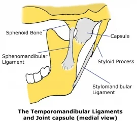 TMJ ligament