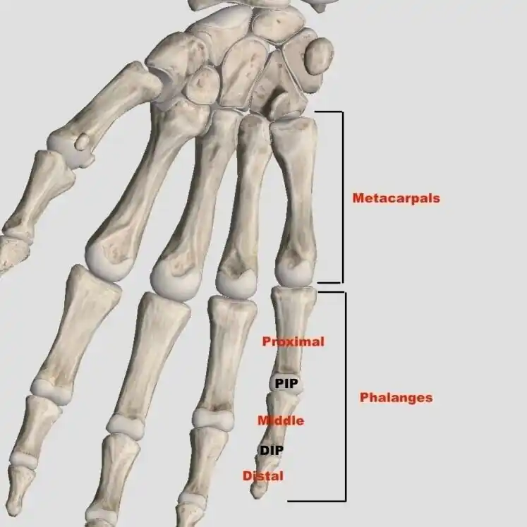 Anatomy of finger dislocation