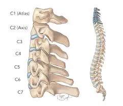 Cervical spine Anatomy