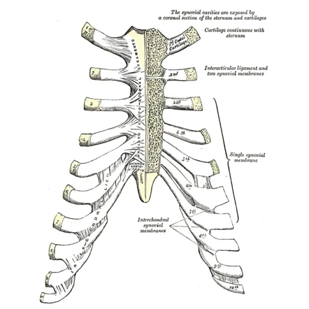 Costochondral Joints