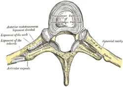 Costovertebral joints