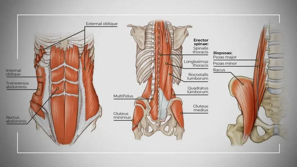 Deep Core Muscles