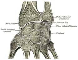 Distal Radioulnar Joint