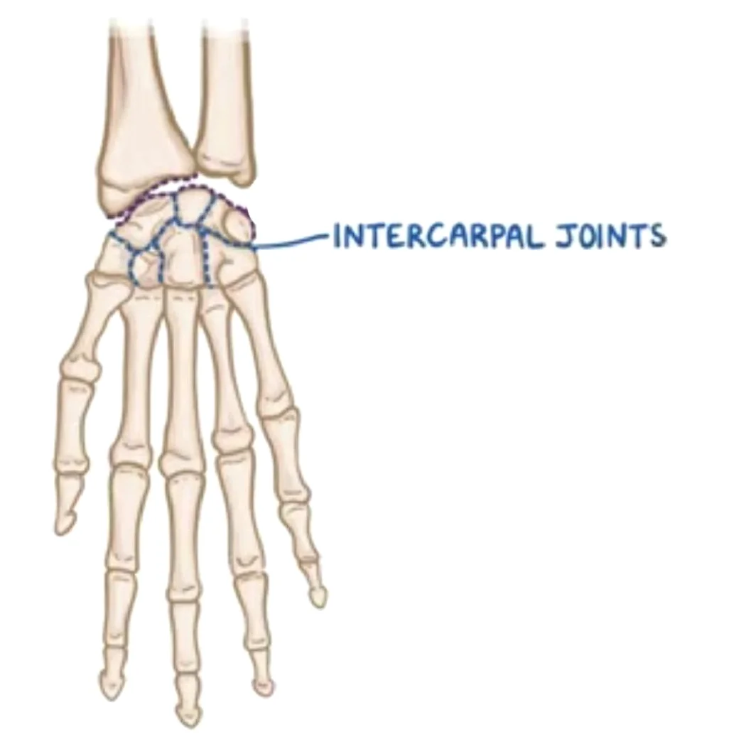 Intercarpal Joints