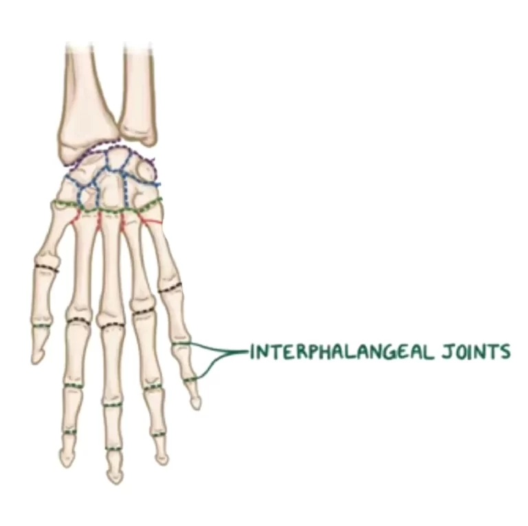 Interphalangeal Joints