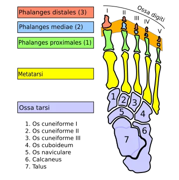 Interphalangeal joints of the foot