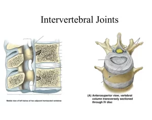 Read more about the article Intervertebral Joints