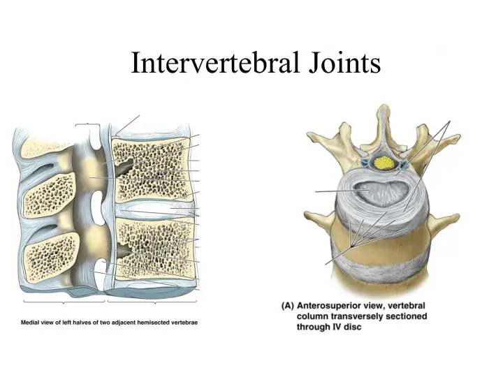 Intervertebral Joints