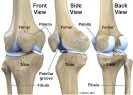 Knee-bones