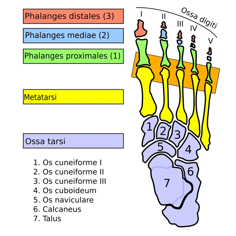 Metatarsophalangeal (MTP) joints