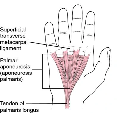 Palmar aponeurosis