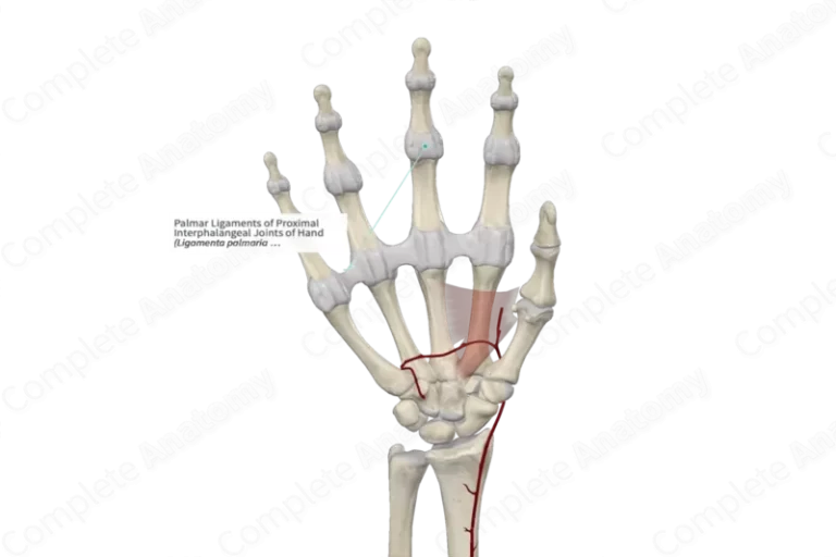 Proximal Interphalangeal Joint