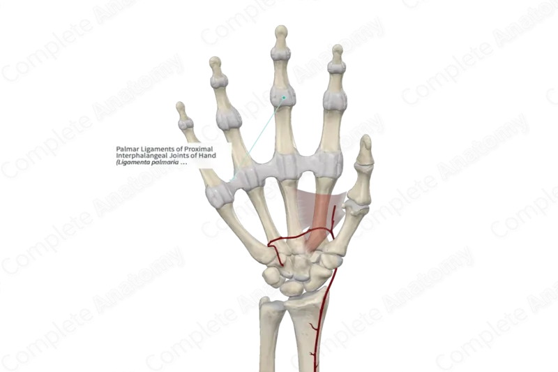 Proximal Interphalangeal Joint