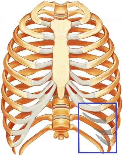 Slipping Rib Syndrome