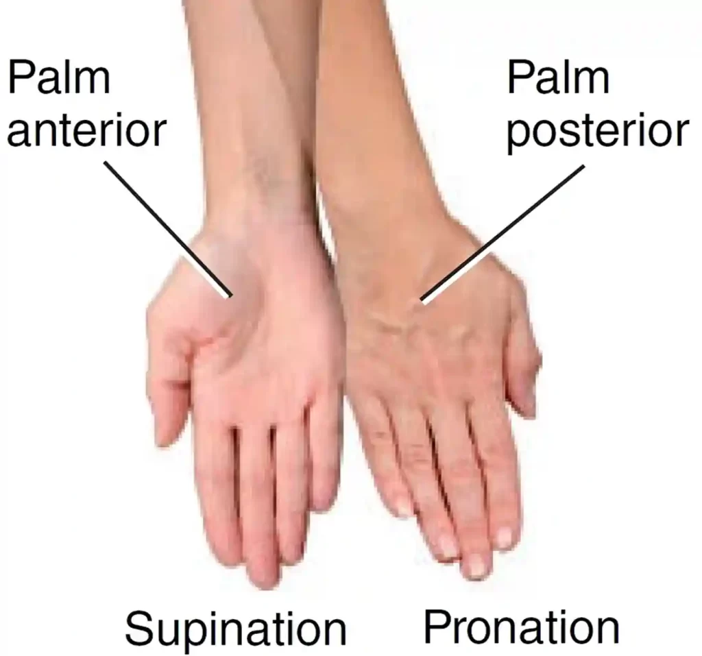 Supination-Pronation hand