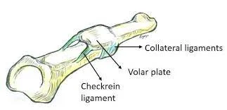 The Proximal Interphalangeal Joint