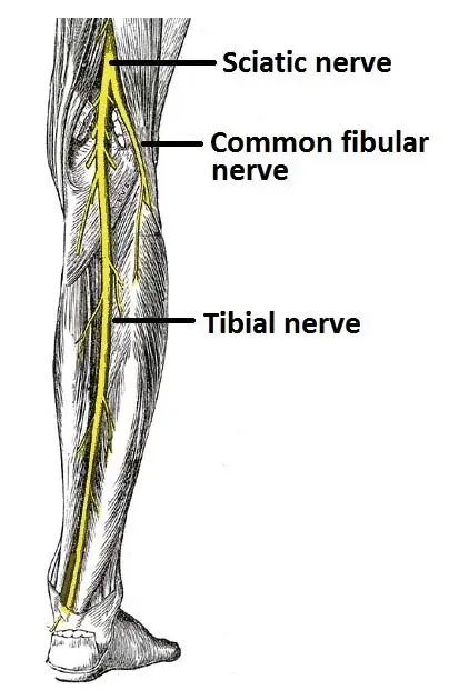 Tibial Nerve